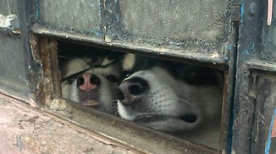 Rescatan en Naucalpan a dos perros que sufrían maltrato 