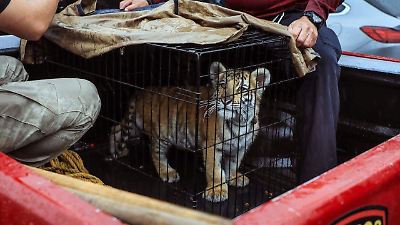 Rescatan en Naucalpan a un cachorro de tigre de Bengala en una vivienda y activan protocolo de protección