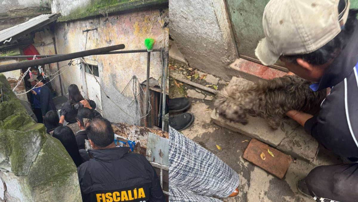 Rescatan en Toluca a 46 animales en condiciones de abandono y anuncian acciones para su bienestar