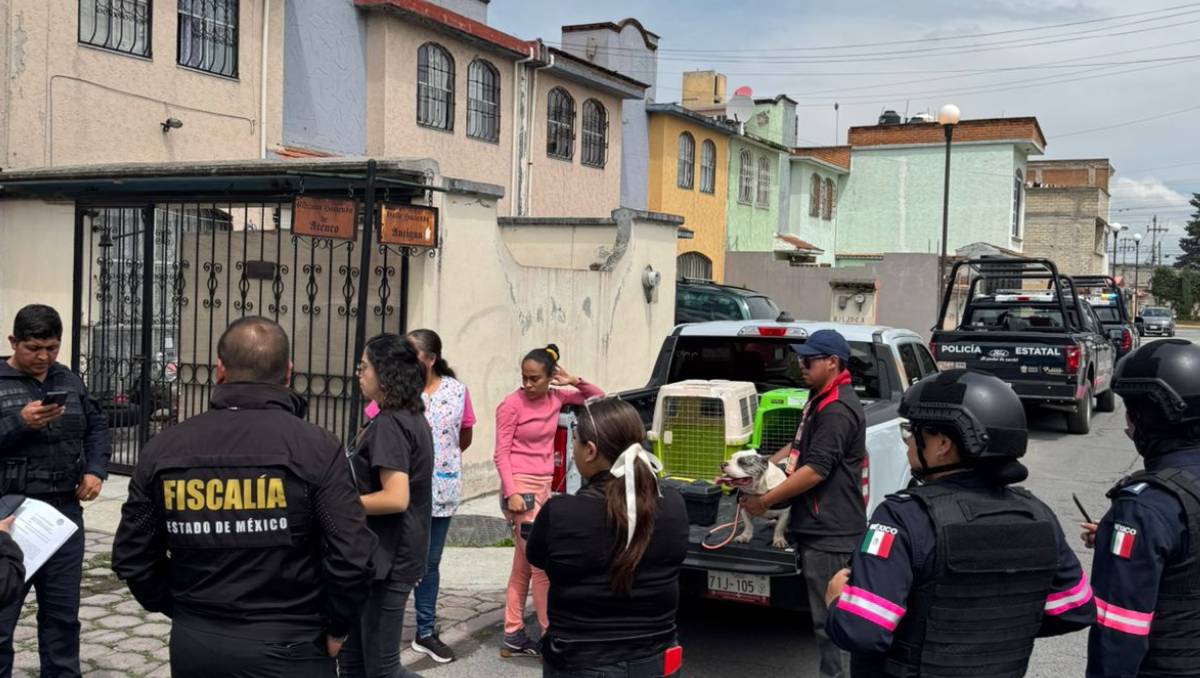 Rescatan en Toluca a dos perros Bully en condiciones deplorables, uno grave