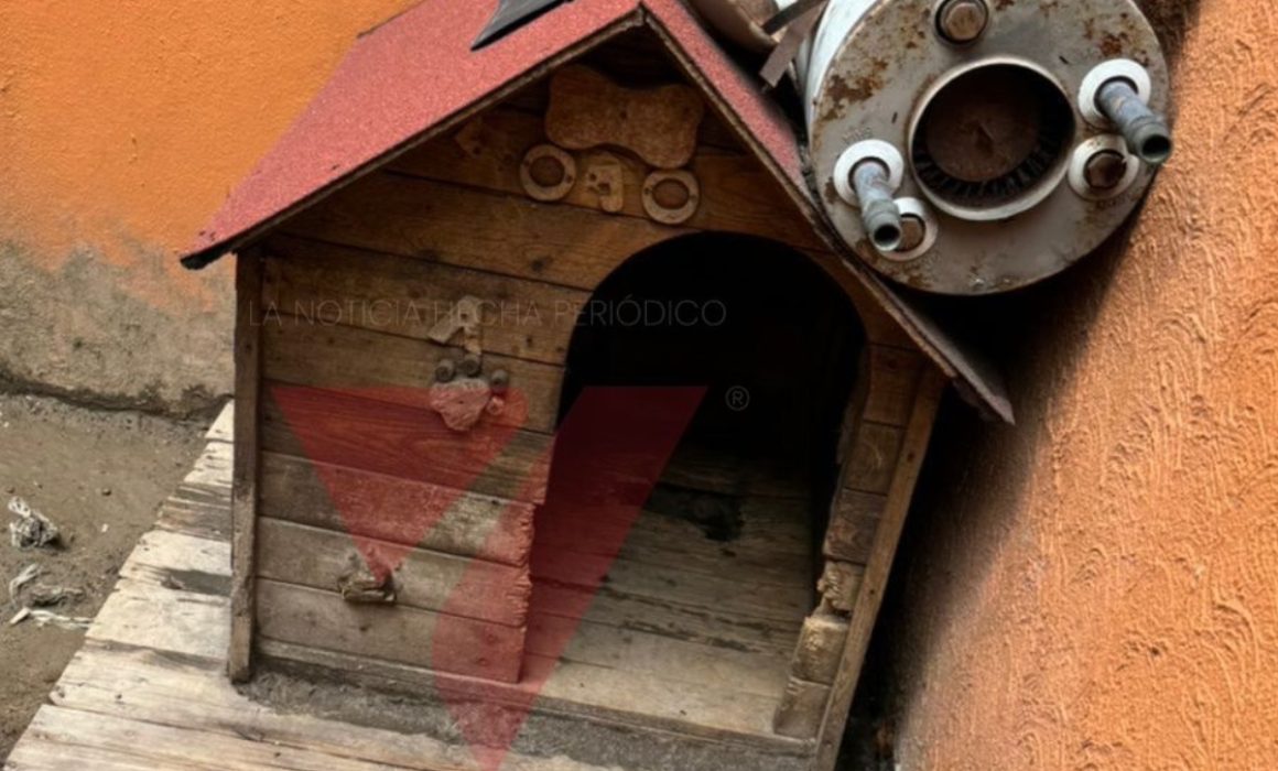 Rescatan en Toluca a dos perros maltratados con signos graves de negligencia