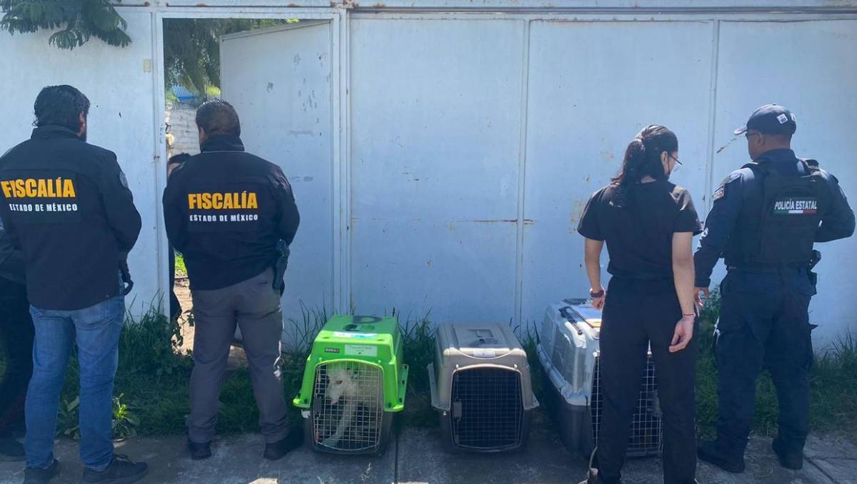 Rescatan en Toluca a tres perros víctimas de maltrato tras denuncia ciudadana y operativo policial