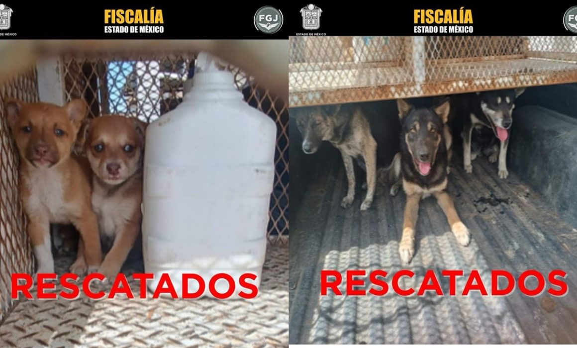 Rescatan en Toluca y Otzolotepec a 9 perros víctimas de maltrato animal