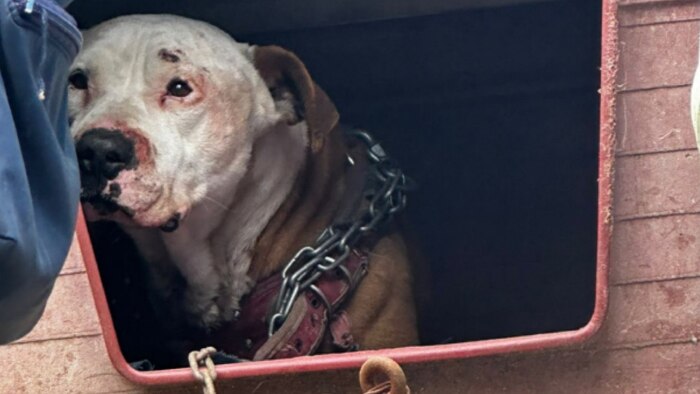 Rescatan en la Alcaldía Álvaro Obregón a perro con lesiones graves tras denuncia ciudadana