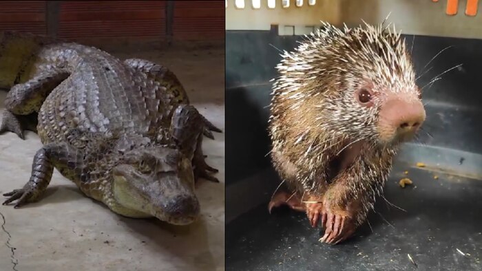 Rescatan un lagarto blanco y un puercoespín en calles de Pucallpa tras alerta ciudadana