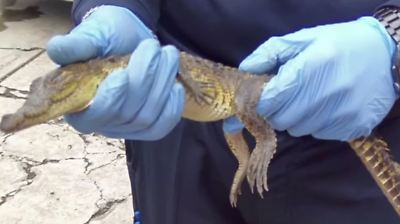 Rescatan y aseguran dos cocodrilos en calles de Cuautitlán Izcalli