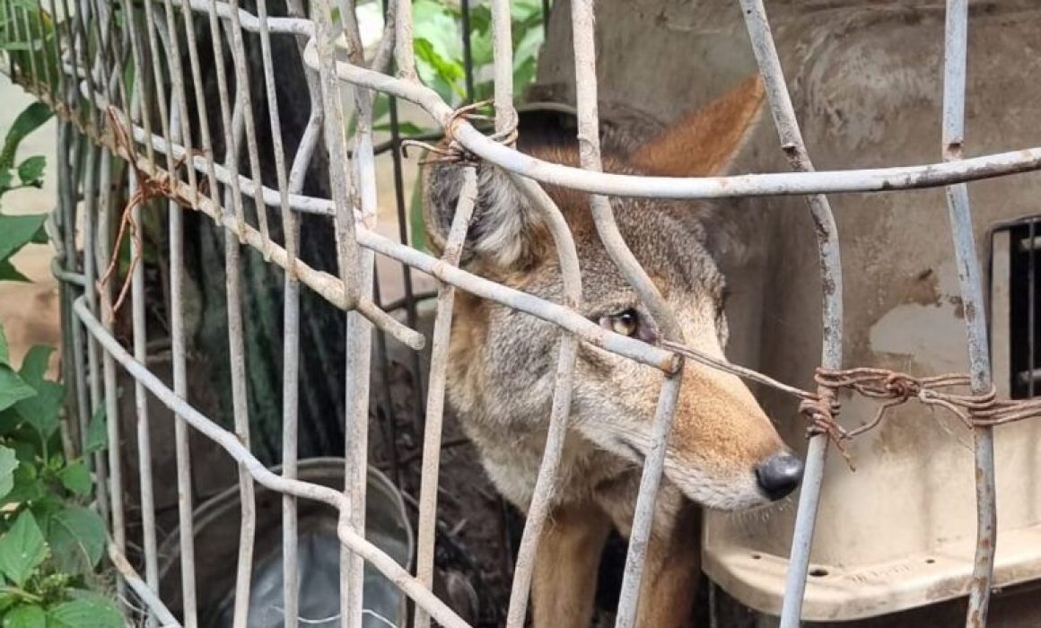 Rescatan y aseguran fauna silvestre en Cuautitlán Izcalli para su protección