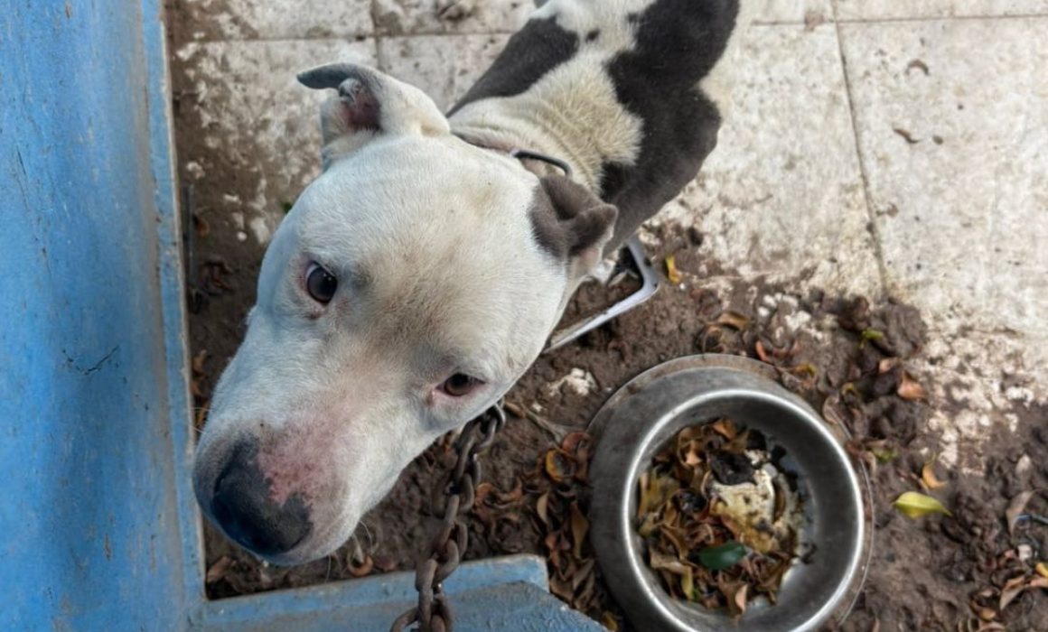 Rescatan y dan nueva vida a un pitbull abandonado y encadenado en Ecatepec