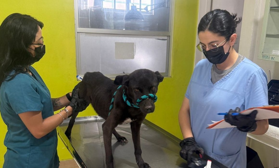 Rescate de 22 perros maltratados en Toluca en lo que va de 2025