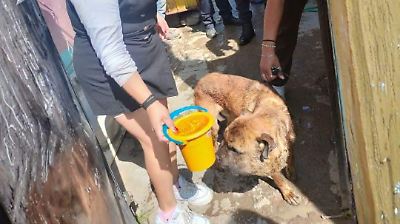 Rescates y denuncias en aumento: la creciente preocupación por el maltrato animal en Ixtapaluca