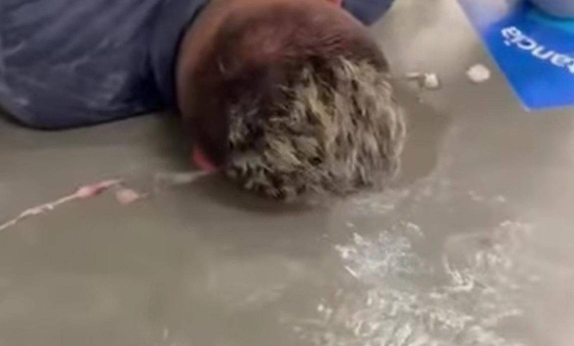 Residentes y empleados frustran intento de asalto armado en supermercado de Toluca