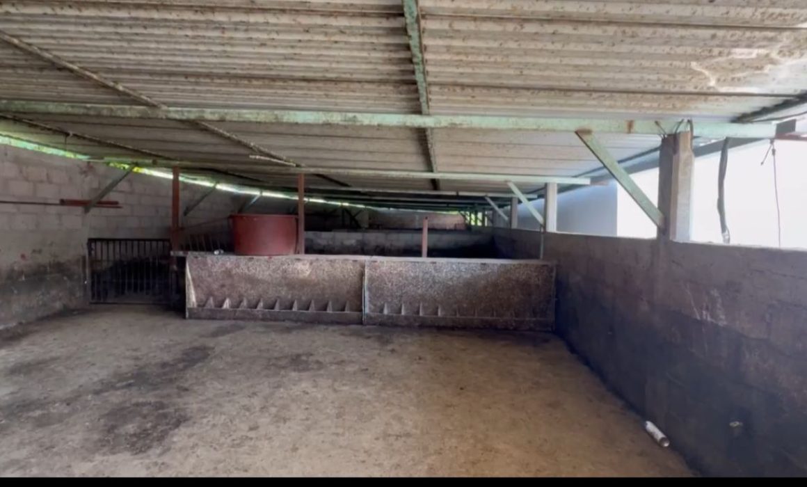 Roban 60 cerdos incautados en granja asegurada en Edomex, evidencia fallas en vigilancia estatal