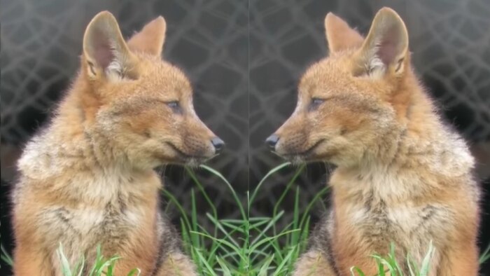 Run Run, el zorro andino que lidera su manada y cuida a sus crías en Cajamarca