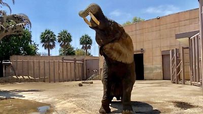 SCJN confirma el permanecer de Ely, la elefanta, en el Zoológico de Aragón tras rechazo de amparo