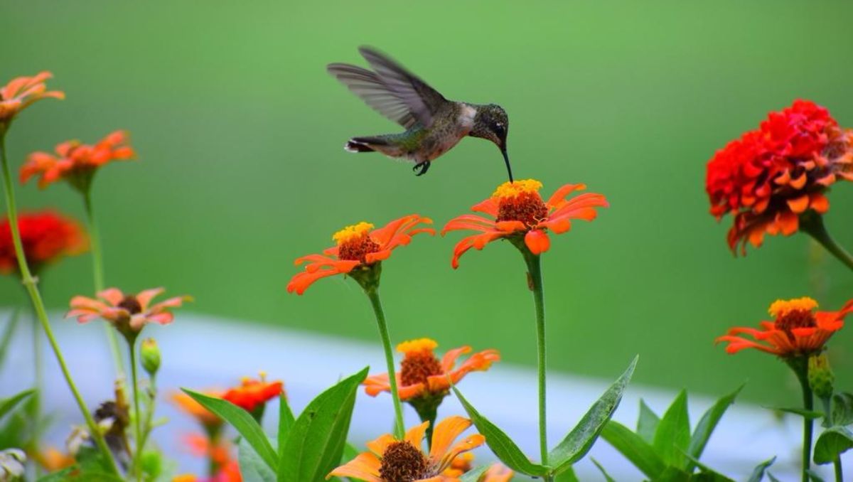 ¿Sabías que el Estado de México lidera la recuperación de su biodiversidad? Descubre el primer centro de investigación en el país que cambiará su paisaje