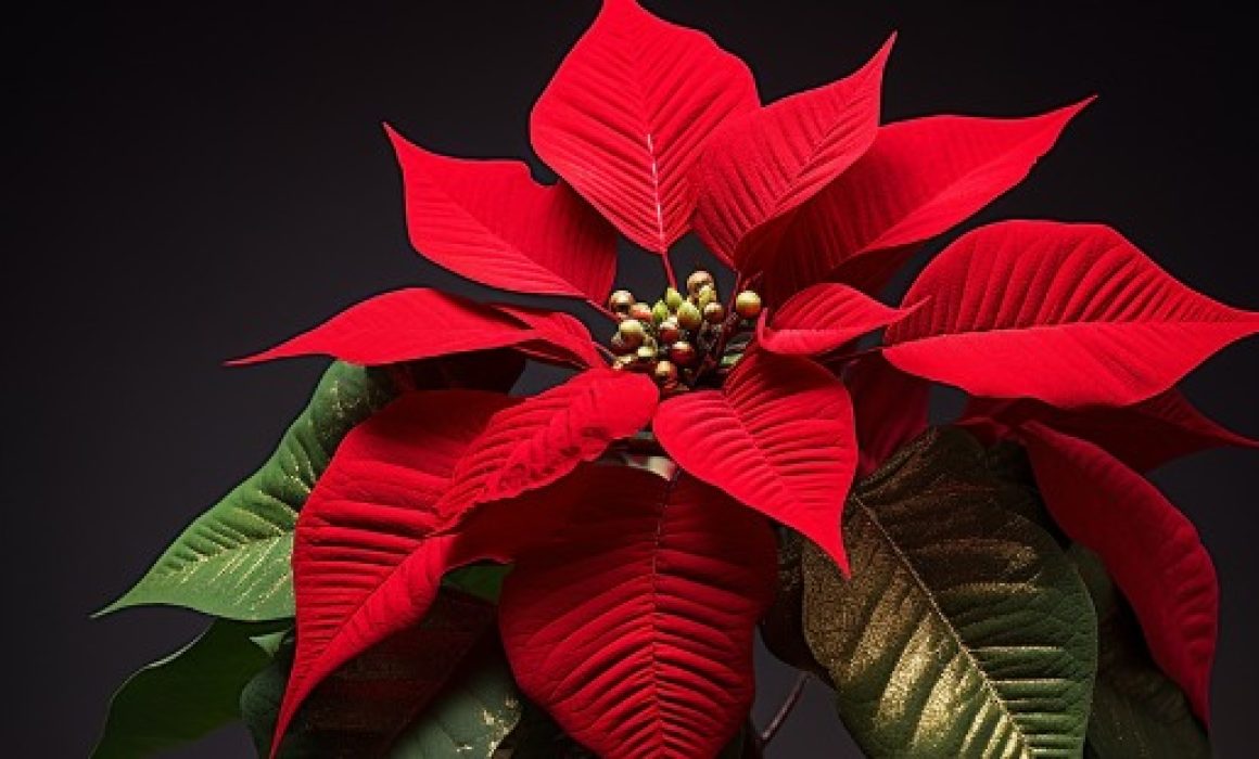 ¿Sabías que el Estado de México domina la producción de la flor que decora tu Navidad? Lo que no sabías sobre la reina de las fiestas