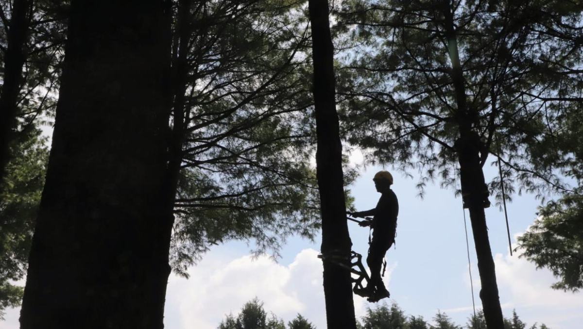 ¿Sabías que en Edomex están transformando la educación ambiental con un innovador programa forestal? Descubre cómo ‘Bosque Escuela’ está cambiando vidas