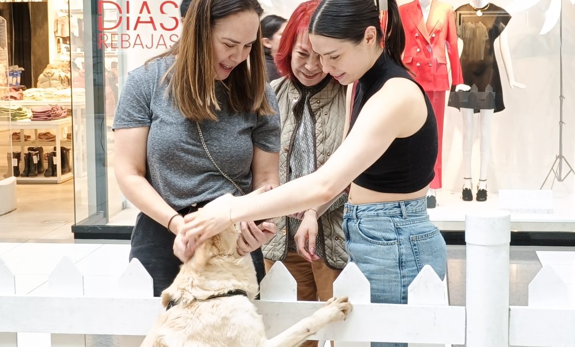 ¿Sabías que en Huixquilucan han encontrado hogar más de 400 perros en solo unos meses? Descubre cómo tú también puedes hacer la diferencia