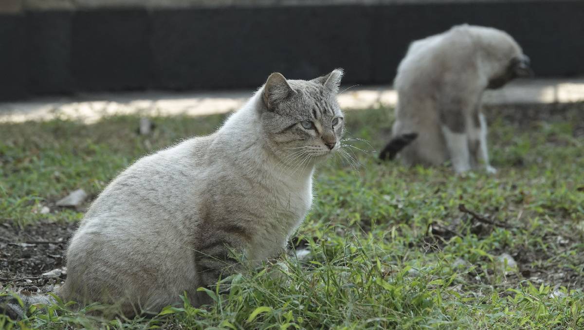 ¿Sabías que en el Edomex ahora es obligatorio respetar a los seres sintientes? Esto es todo lo que debes saber