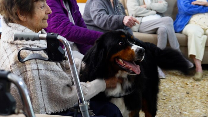 ¿Sabías que los perros están revolucionando la rehabilitación de adultos mayores? Descubre cómo la canoterapia transforma vidas