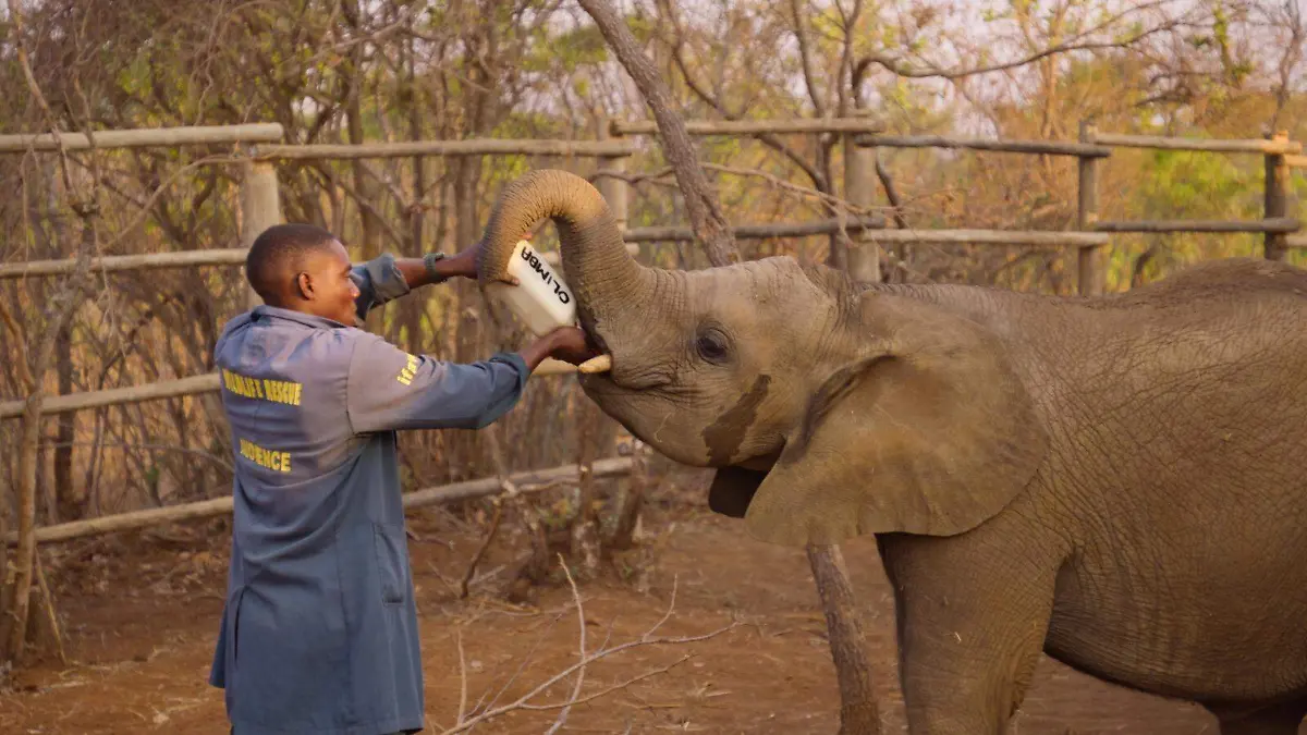 ¿Sabes cómo los animales salvajes regeneran su libertad? Descubre la serie que revela su proceso