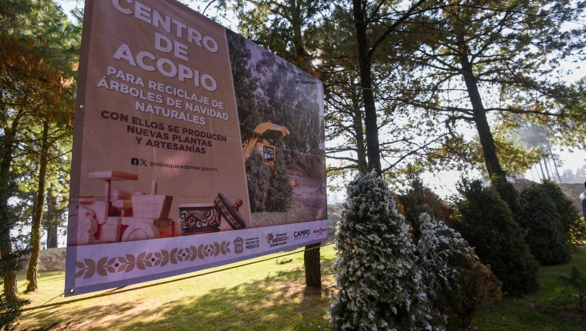 ¿Sabes dónde llevar tu árbol de Navidad para que tenga un segundo ciclo? Los centros de acopio en Edomex te ayudan