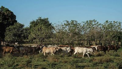 Sader confirma control temprano de brote de gusano barrenador en Nuevo León