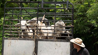 Sader propone declarar emergencia zoosanitaria nacional por avance del gusano barrenador y endurece controles en el transporte animal