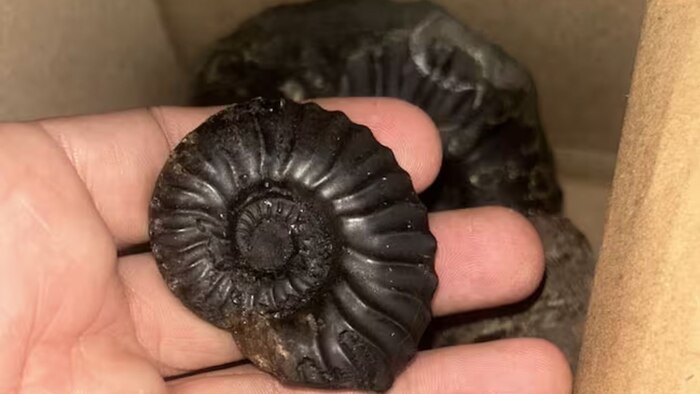 Santa María, Boyacá, destaca como centro científico en Colombia tras descubrir más de 200 fósiles y huellas prehistóricas