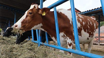 SeCampo del Estado de México ofrece seguro pecuario para proteger ganado ante riesgos climáticos y enfermedades