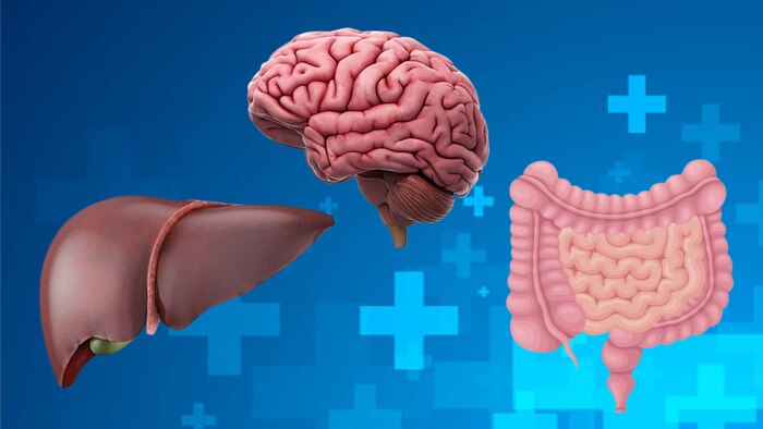 Secretaría de Salud señala que cuidar el hígado implica proteger también el cerebro y el intestino