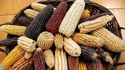 Sector primario logra su mayor crecimiento en 14 años tras sequía