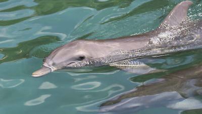 Semarnat impulsa acuerdo regional para proteger hábitats marinos en el Pacífico y combatir amenazas transfronterizas