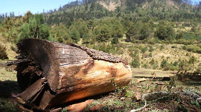 Semarnat intensificará fiscalización y coordinación contra la tala ilegal en México