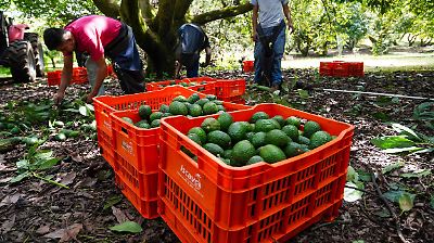 Senasica ratifica zonas libres de plagas de aguacate en 10 estados clave de México