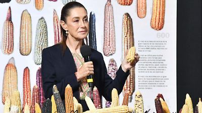 Sheinbaum anuncia creación de un banco de germoplasma para proteger las variedades nativas de maíz en México