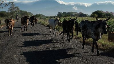 Sheinbaum urge a EU reabrir frontera a importaciones de ganado tras vencer plazo de suspensión