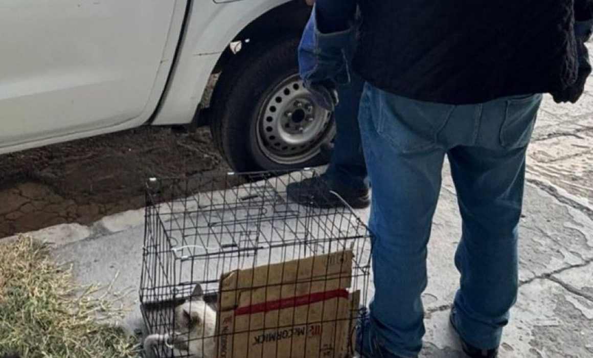 ¡Sobrevivió! El michi salvado de la brutal agresión en Ecatepec que movilizó a la justicia y a la comunidad