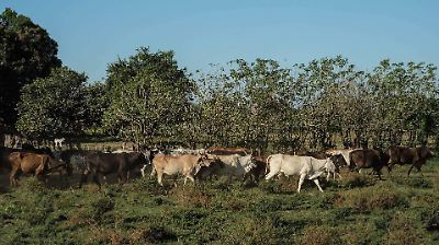 Sonora tiene un Plan B para no depender de suspensiones políticas en la exportación de ganado 