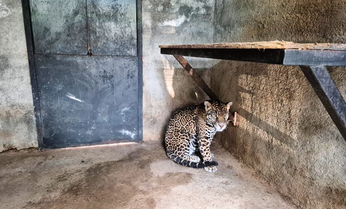 ¡Sorprendente hallazgo! Rescatan un jaguar joven en Jilotepec y revela un oscuro delito