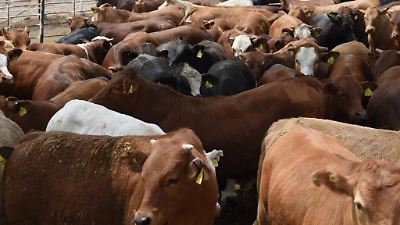 Suman mil 78 casos de gusano barrenador del ganado en el sureste mexicano  