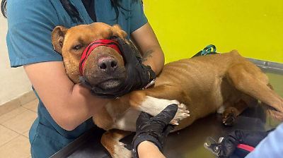 Toluca: Perros rescatados en San Pedro Totoltepec permanecen delicados de salud