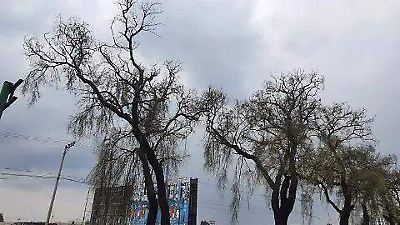 Toluca atiende infecciones en sauces llorones y refuerza programas de conservación arbórea