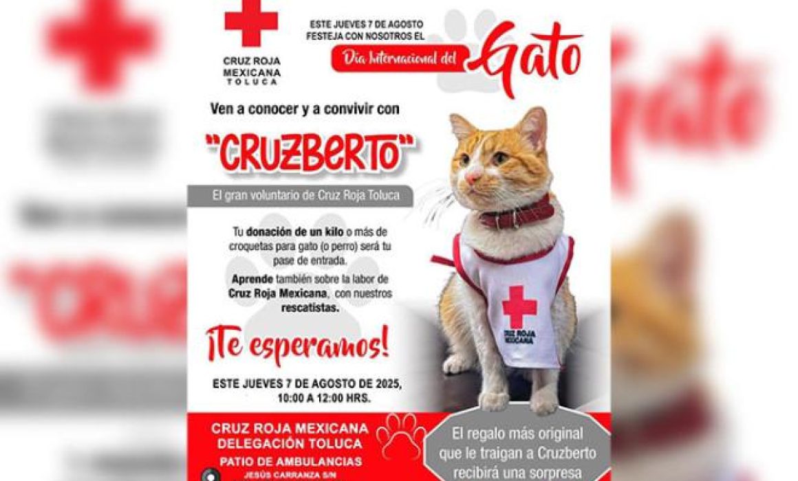 Toluca celebra el Día del Gato con jornada solidaria para apoyar a animales en abandono