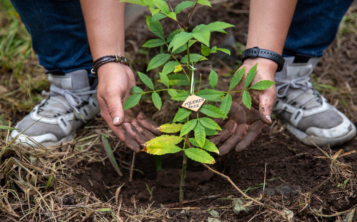 Toluca inicia plan de reforestación 2025 para reducir las islas de calor en su zona Norte