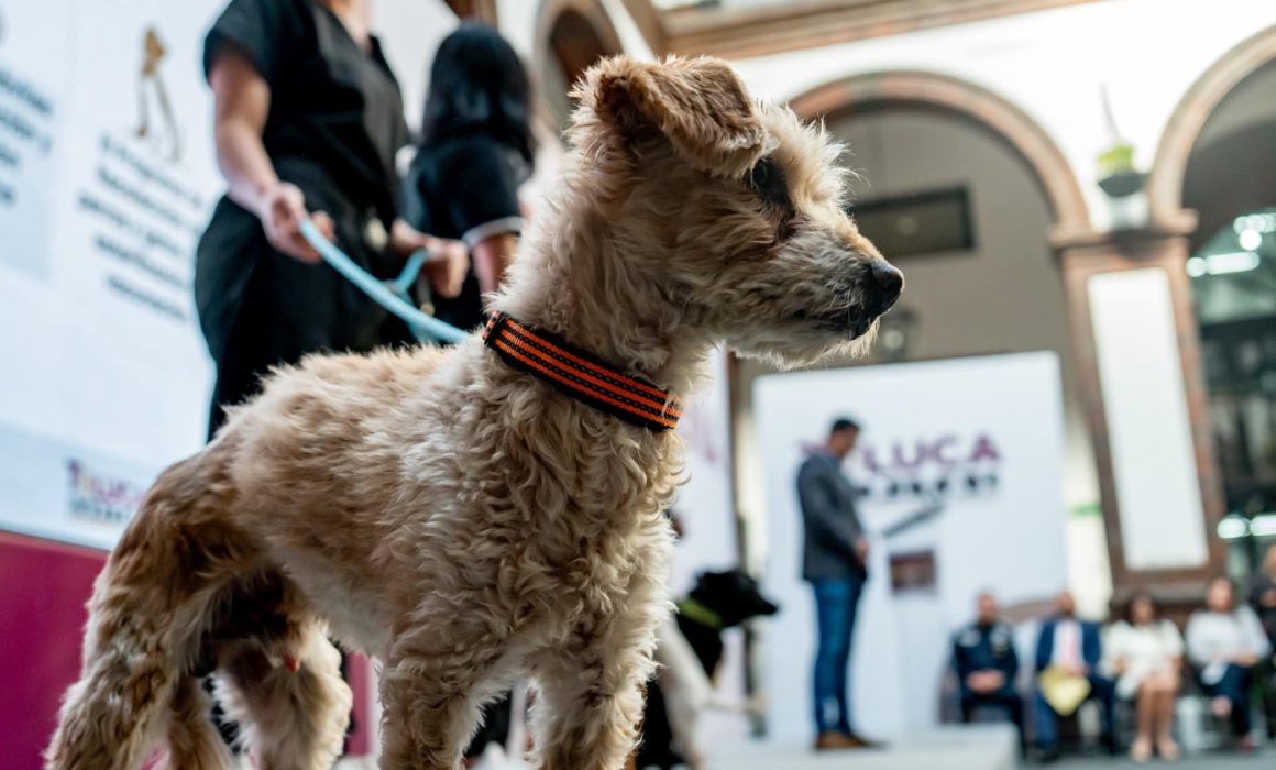Toluca lidera en protección animal: las acciones del Ayuntamiento que inspiran a nivel nacional