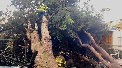 Toluca responde rápidamente a caídas de árboles y encharcamientos tras intensa lluvia vespertina