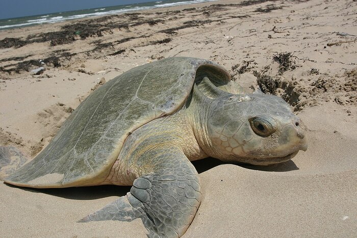 Tortuga lora en peligro crítico enfrenta aumento de amenazas por contaminación acústica en el Golfo de México