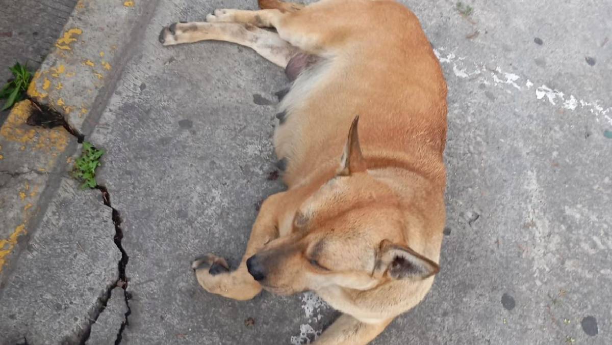 Trágico accidente en Toluca: perrita muere tras caer del segundo piso de una plaza comercial y autoridades inspeccionan el incidente