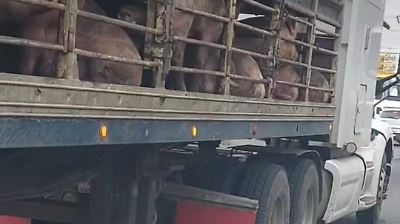 Trágico accidente en la México–Texcoco deja un muerto al ser arrollado por tráiler en La Paz